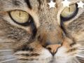 Гульня Класічныя галаваломкі онлайн Гульня Класічныя галаваломкі онлайн