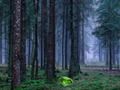 Гульня Містычны заход у лесе  онлайн