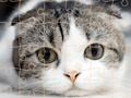 Гульня Кошкі Puzzle Time  онлайн