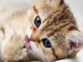 Гульня 15 фота Quiz  онлайн