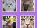 Гульня Выявы паўзунка жывёл онлайн Гульня Выявы паўзунка жывёл онлайн