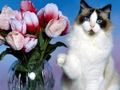 Гульня Смешныя Коткі-галаваломкі  онлайн