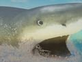Гульня La Shark онлайн