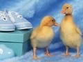 Гульня Прыгожая галаваломка маленькіх істот  онлайн