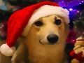 Гульня Смешныя калядныя сабакі онлайн Гульня Смешныя калядныя сабакі онлайн