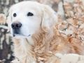 Гульня Зімовыя хатнія галаваломкі  онлайн