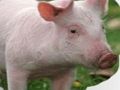Гульня Падрапайце і адгадайце жывёл  онлайн