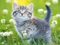 Гульня Кацяняты Пазл  онлайн