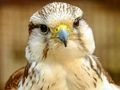Гульня Лобзік Gyrfalcon  онлайн