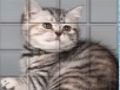 Гульня Кот PicPu  онлайн