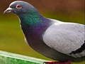 Гульня Пазл Pigeon  онлайн