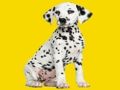 Гульня Пазл Phantom Pups  онлайн