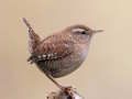 Гульня Birdlingo онлайн