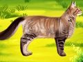 Гульня Котка Pet Доктар Стаматолаг  онлайн