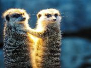 Гульня Meerkat пара Jigsaw  онлайн