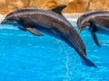 Гульня Sea Dolphin Jigsaw онлайн