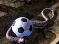 Гульня Python Snake Simulator онлайн