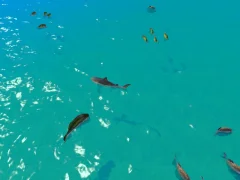 Гульня Hungry Shark Hunt онлайн
