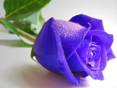 Гульня Blue Roses онлайн