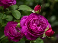 Гульня Purple Roses онлайн