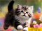 Гульня Puzzle Sliding Kittens онлайн