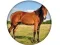 Гульня Animal Quiz онлайн