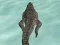 Гульня Crocodile Simulator Beach Hunt онлайн