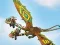Гульня Dragons: Drachenrennen онлайн
