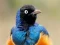 Гульня Animal Puzzle: Wildlife & Logic онлайн