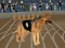 Гульня Crazy Dog Racing Fever онлайн