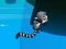 Гульня Jungle Jump онлайн