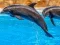 Гульня Sea Dolphin Jigsaw онлайн