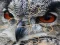 Гульня Wild owl Jigsaw онлайн