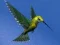 Гульня Hummingbird House Escape онлайн