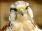 Гульня Gyrfalcon Jigsaw онлайн