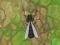 Гульня Antwar.io онлайн