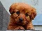 Гульня Puppy Puzzle онлайн