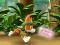 Гульня Paw Patrol: Tracker's Jungle Rescue онлайн