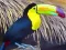 Гульня Toucan Bird Jigsaw онлайн