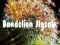 Гульня Dandelion Jigsaw онлайн