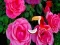 Гульня Precious Rose Escape онлайн