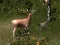Гульня Sniper Hunting Deadly Animal онлайн
