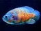 Гульня Tiger Fish Jigsaw онлайн