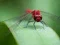Гульня Dragon Fly Jigsaw онлайн