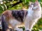 Гульня Rotate Puzzle - Cats and Dogs онлайн