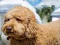 Гульня Labradoodle Jigsaw онлайн