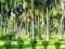 Гульня Rescue Tasmanian Tiger онлайн