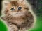Гульня Couple Kitten Escape онлайн
