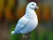 Гульня Realistic Pigeon Rescue онлайн