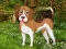Гульня Flower Garden Dog Escape онлайн